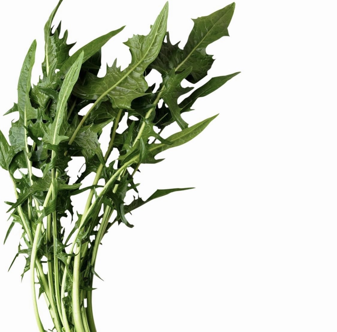 Benefits of Dandelion